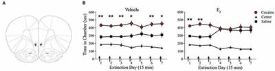 Infralimbic Estradiol Enhances Neuronal Excitability and Facilitates Extinction of Cocaine Seeking in Female Rats via a BDNF/TrkB Mechanism